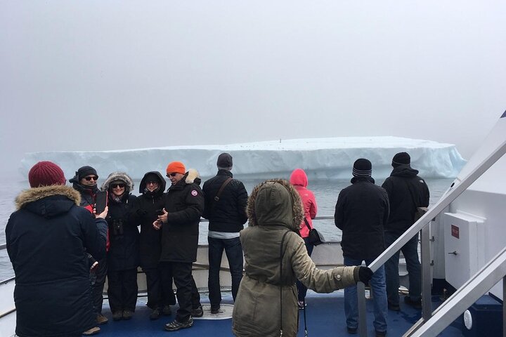 Newfoundland Puffin and Whale Watch Cruise