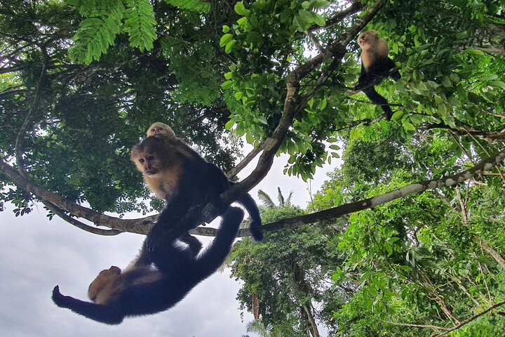 Monkey Tour Adventure with Gamboa Rainforest Nature Walk