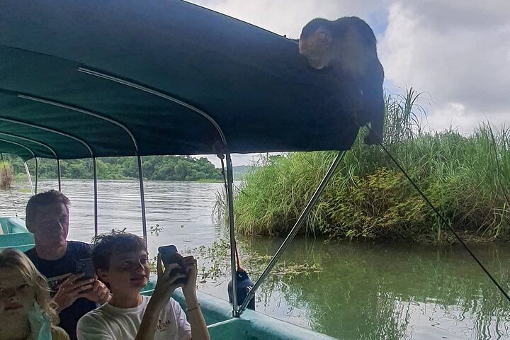 Monkey Tour Adventure with Gamboa Rainforest Nature Walk