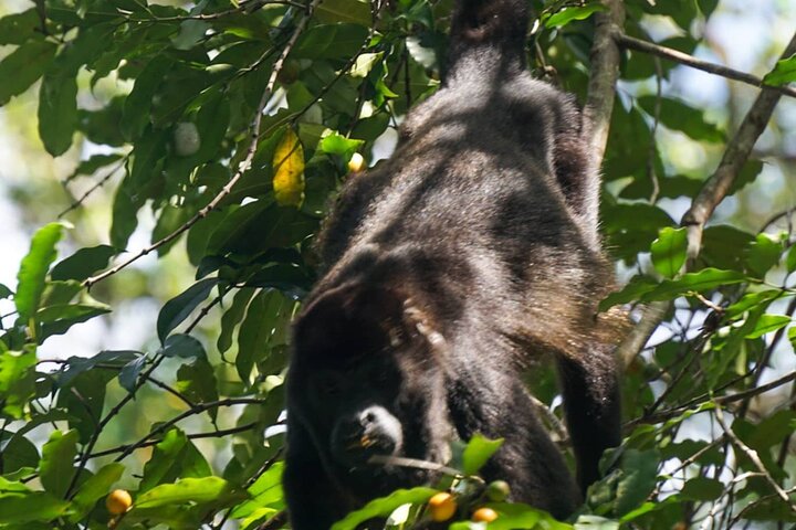 Monkey Tour Adventure with Gamboa Rainforest Nature Walk