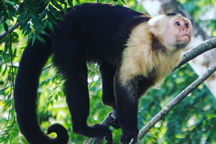 Monkey Tour Adventure with Gamboa Rainforest Nature Walk