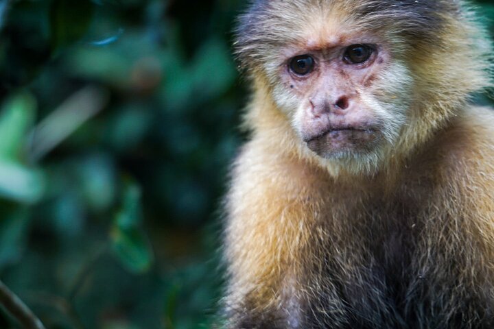 Monkey Tour Adventure with Gamboa Rainforest Nature Walk