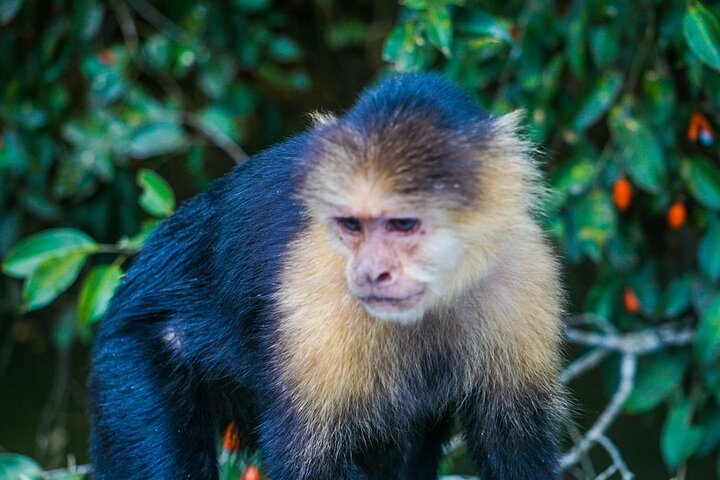 Monkey Tour Adventure with Gamboa Rainforest Nature Walk