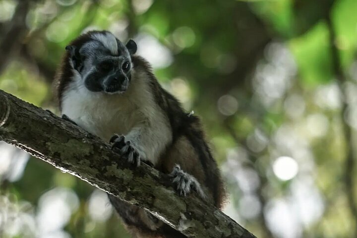 Monkey Tour Adventure with Gamboa Rainforest Nature Walk