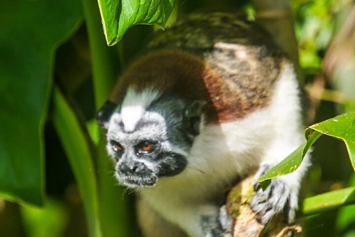 Monkey Tour Adventure with Gamboa Rainforest Nature Walk