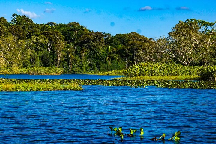 Monkey Tour Adventure with Gamboa Rainforest Nature Walk