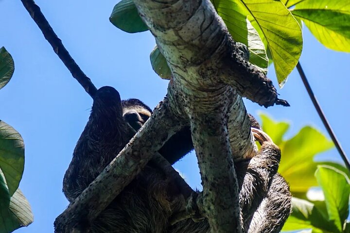 Monkey Tour Adventure with Gamboa Rainforest Nature Walk