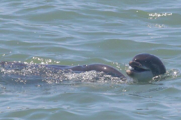 Sunset & Dolphin Tour St. Pete Beach