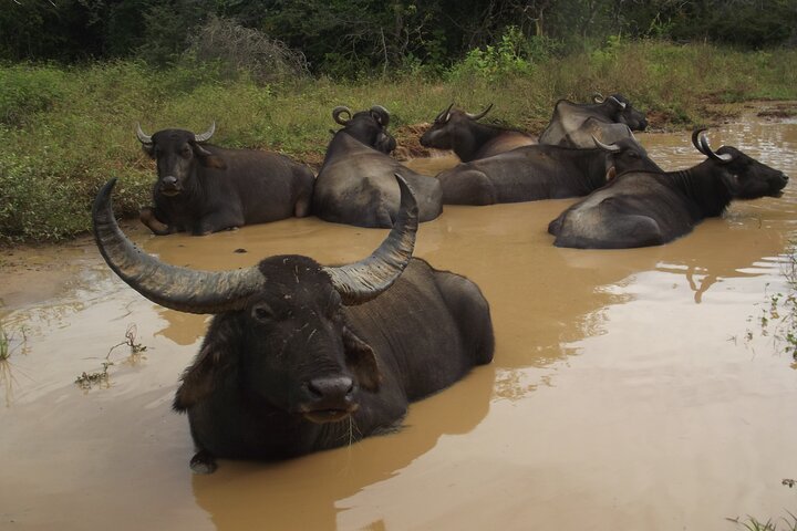Full Day Safari Tour in Yala National Park