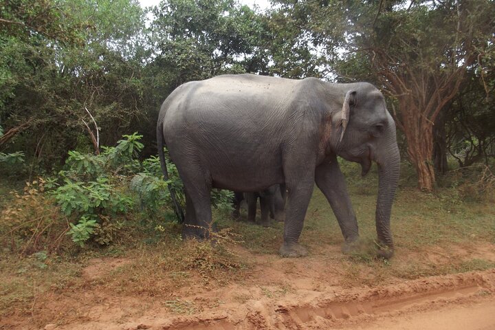 Full Day Safari Tour in Yala National Park