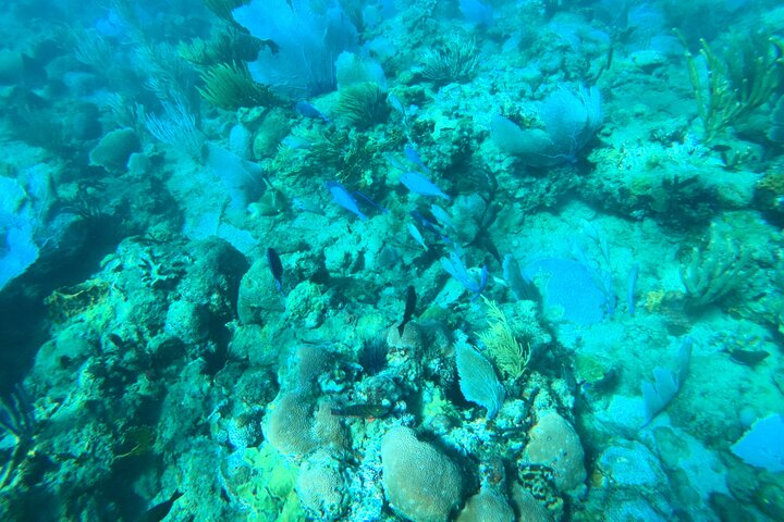 Coral Reef Snorkel Adventure with Photos and Videos