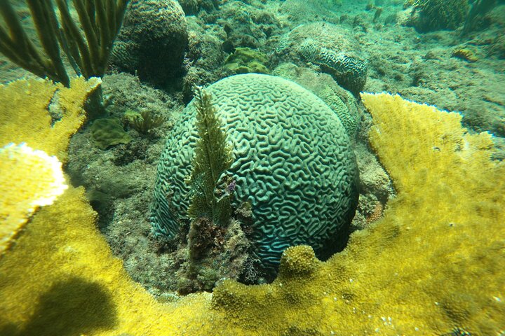 Coral Reef Snorkel Adventure with Photos and Videos