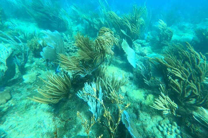 Coral Reef Snorkel Adventure with Photos and Videos