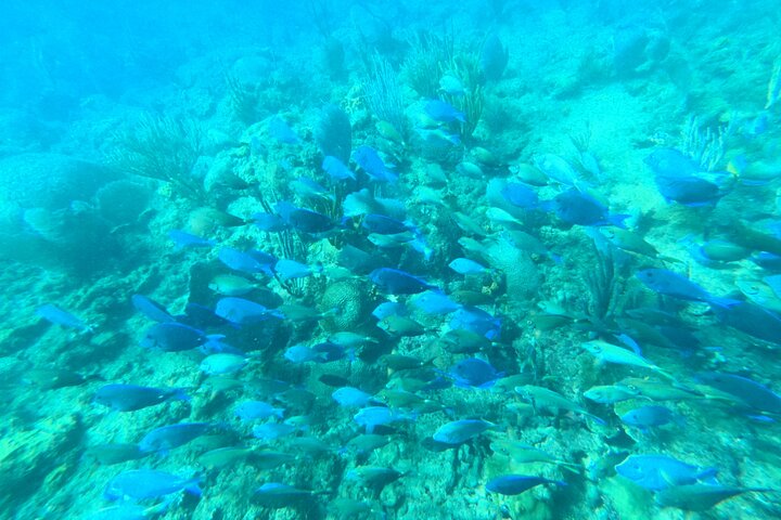 Coral Reef Snorkel Adventure with Photos and Videos