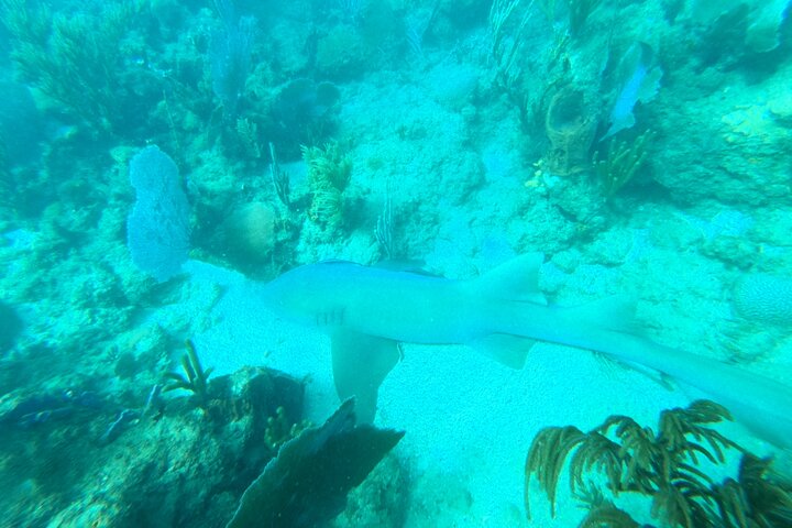 Coral Reef Snorkel Adventure with Photos and Videos