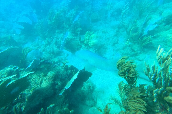 Coral Reef Snorkel Adventure with Photos and Videos
