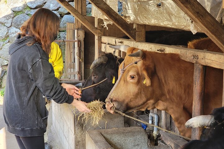 Enjoy a walk, lunch, and tea time at the 2000 years old Teno Farm Village.