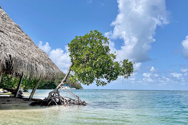 Full-Day Caribbean Catamaran Cruise: Beaches, Snorkeling & Lunch