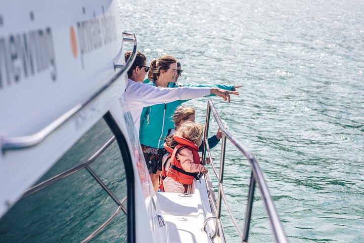 Akaroa Dolphins ~ Harbour Nature Cruise