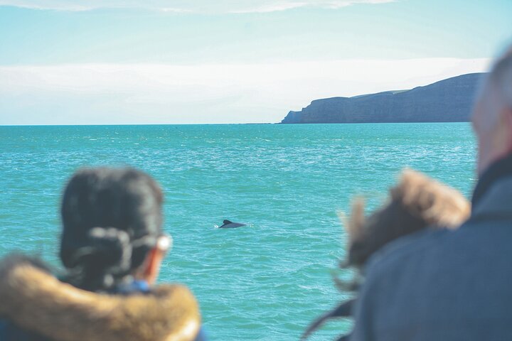Akaroa Dolphins ~ Harbour Nature Cruise