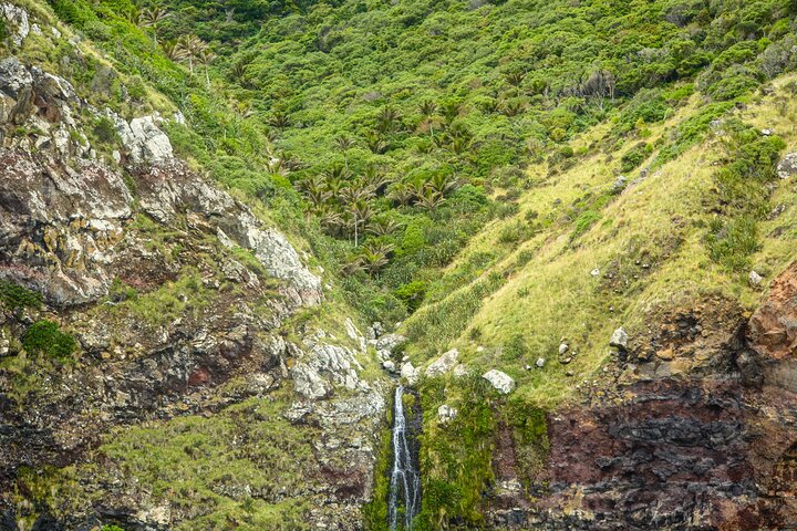 Akaroa Dolphins ~ Harbour Nature Cruise