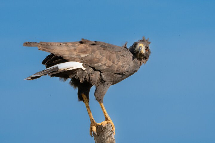 Birding and Nature Chaco Tour