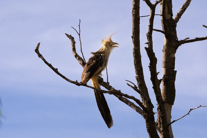 Birding and Nature Chaco Tour