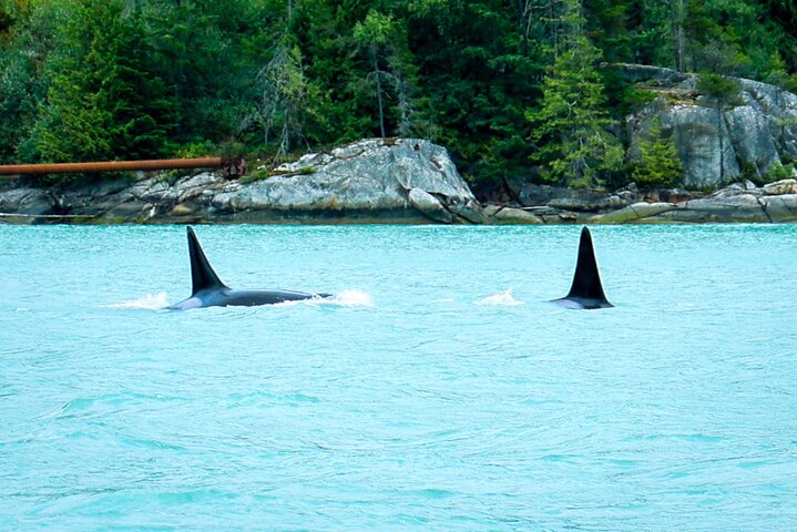 The Legendary Canadian Coastal Sail