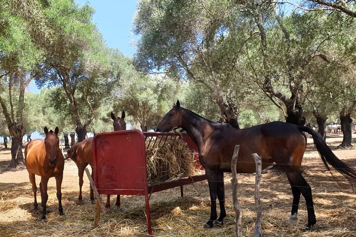 Stunning Sundown Beach Ride on horseback! MINIMUM 2 PARTICIPANTS