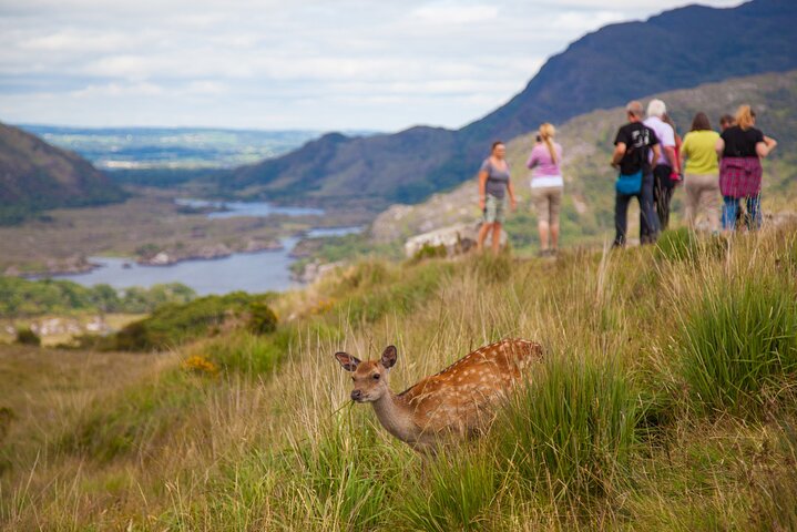 Best Ring of Kerry Tour ex Killarney inc Killarney National Park