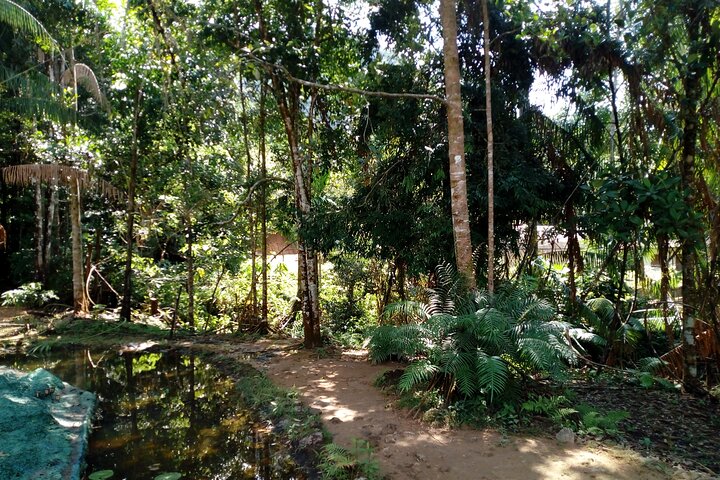 Kanneliya Rain Forest Tour