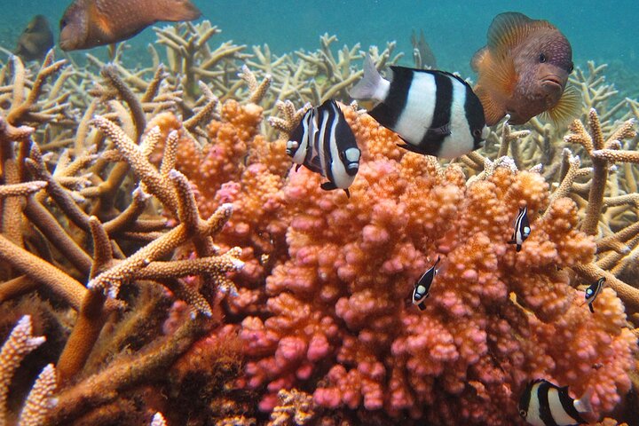 East Adventure with Blue Bay Marine Park, Crocodile Park & Lunch