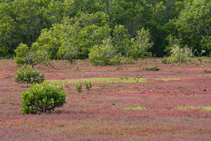 Kangaroos, mangroves and the ocean