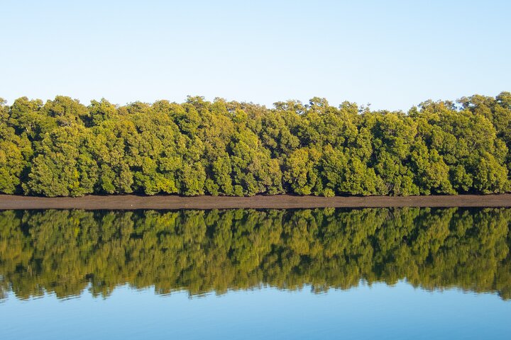 Kangaroos, mangroves and the ocean