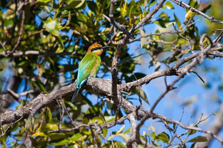 Kangaroos, mangroves and the ocean