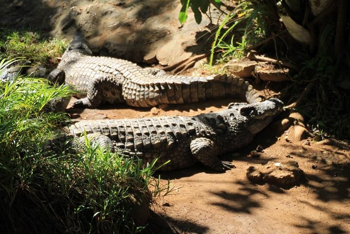 East Adventure with Blue Bay Marine Park, Crocodile Park & Lunch