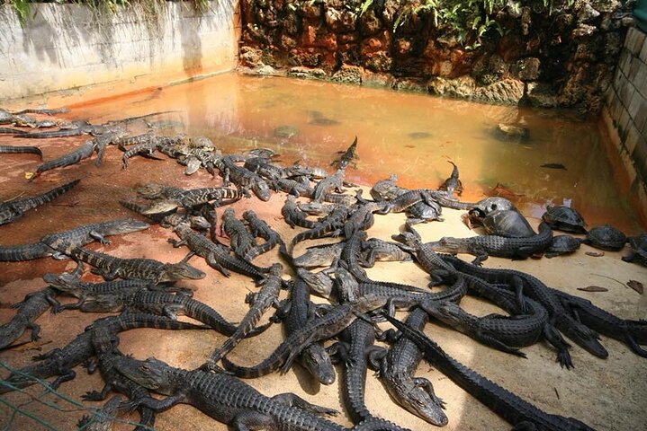 East Adventure with Blue Bay Marine Park, Crocodile Park & Lunch
