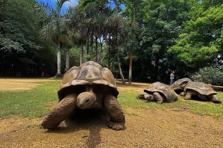 East Adventure with Blue Bay Marine Park, Crocodile Park & Lunch