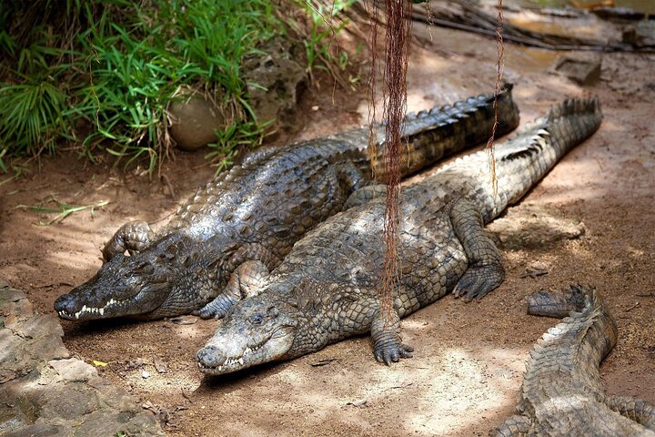 East Adventure with Blue Bay Marine Park, Crocodile Park & Lunch