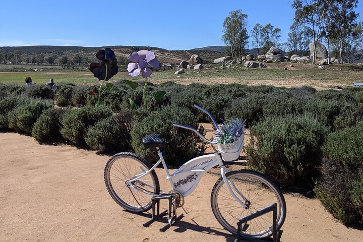 Premium Valle de Guadalupe Wine and Food Tour
