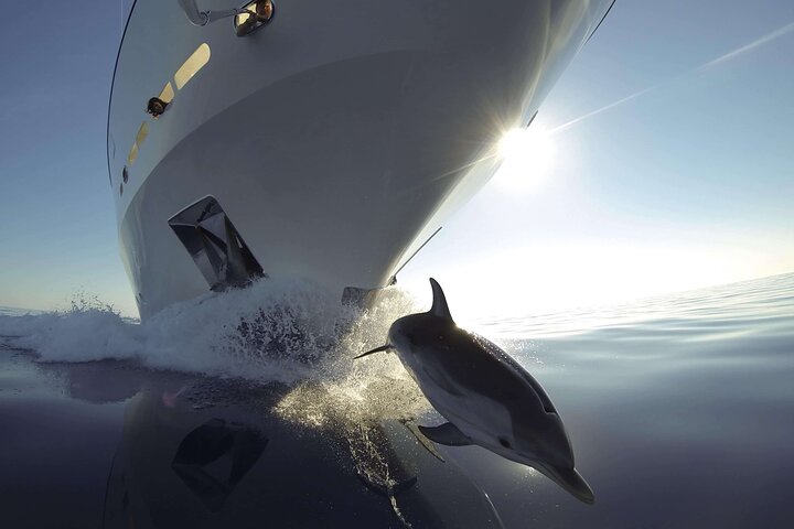 Sunset Dolphin Watching Boat Tour from Vrsar
