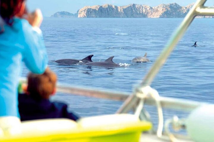 Sunset Dolphin Watching Boat Tour from Vrsar