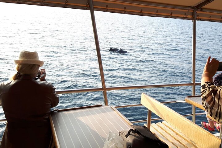 Sunset Dolphin Watching Boat Tour from Vrsar