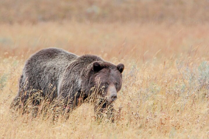 Guided Yellowstone Tour from Big Sky and West Yellowstone