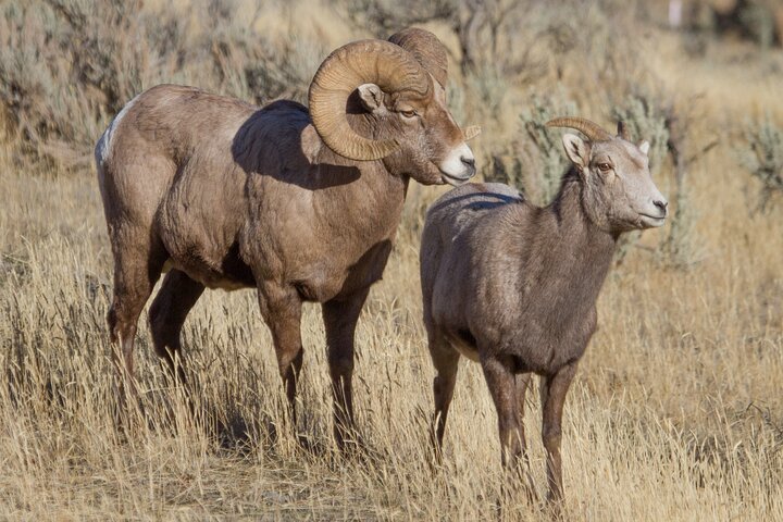 Best in the West Yellowstone Private Tour