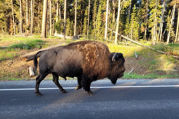 Full-Day Guided Yellowstone Day Tour