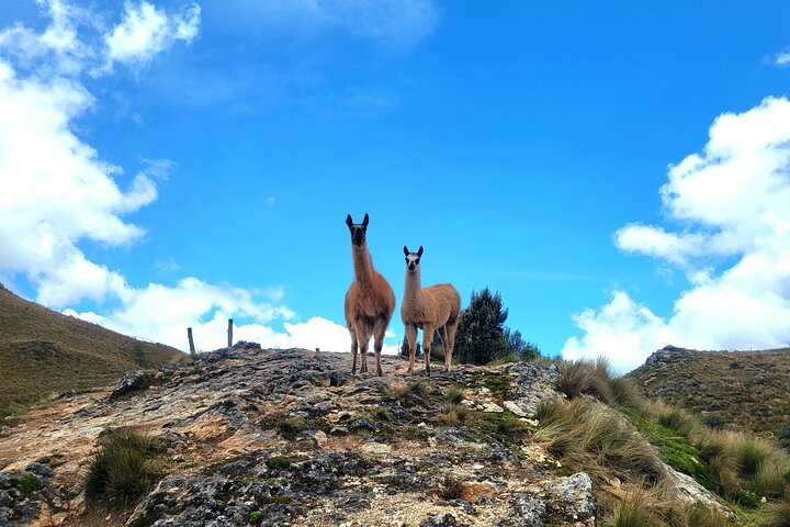 Cuenca to Guayaquil one-way tour with Cajas Park and a Cacao Farm visit