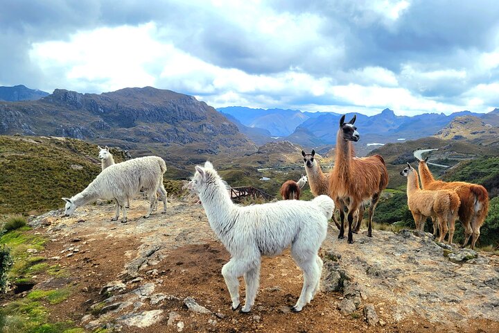 Cuenca to Guayaquil one-way tour with Cajas Park and a Cacao Farm visit