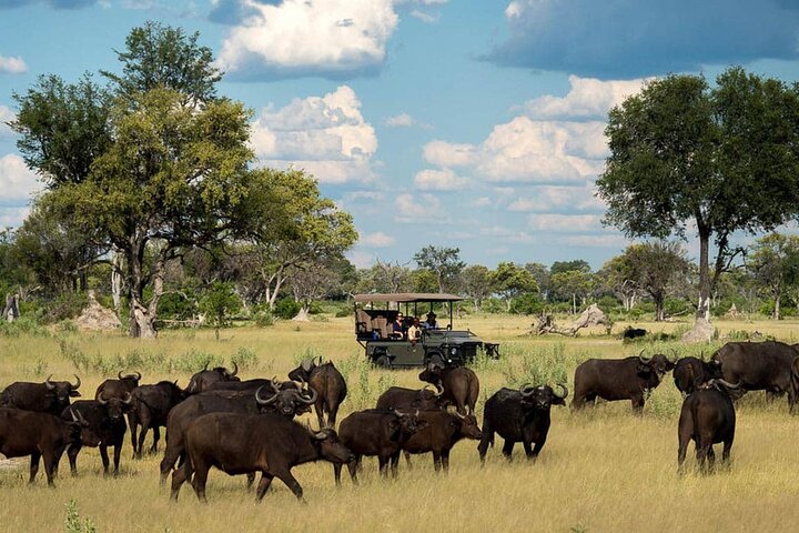 Chobe National Park Small Group Day Safari from Victoria Falls