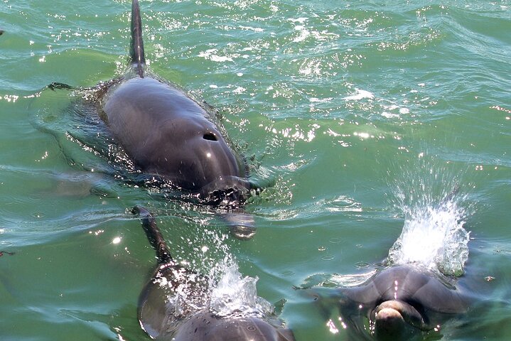 Sunset & Dolphin Tour St. Pete Beach